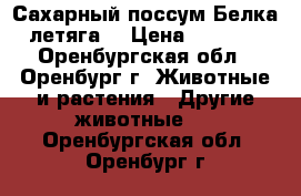 Сахарный поссум Белка летяга. › Цена ­ 5 000 - Оренбургская обл., Оренбург г. Животные и растения » Другие животные   . Оренбургская обл.,Оренбург г.
